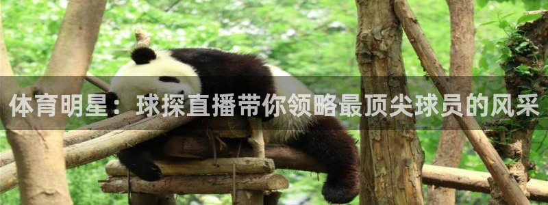 飞速体育直播nba 高清：体育明星：球探直播带你领略最顶尖球员的风采