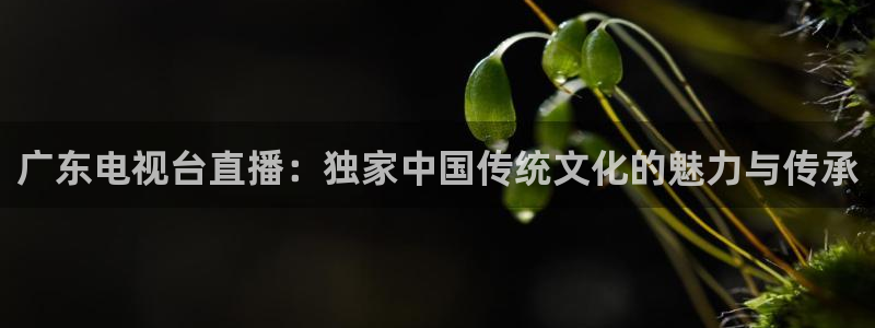 飞速直播体育nba无插件：广东电视台直播：独家中国传统文化的魅力与传承